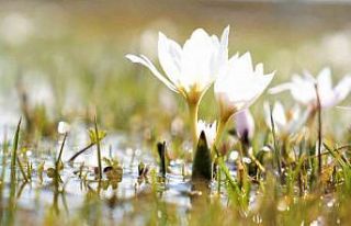 Erzincan’da kardelenler baharın müjdesini verdi