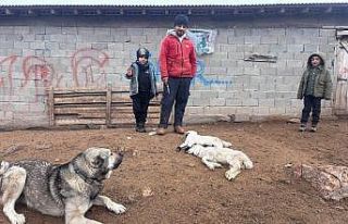 Erzincan’da kuzu telefleriyle ilgili numuneler laboratuvara...