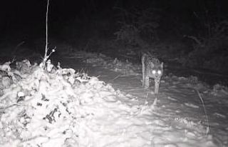 Erzincan’da yaban hayatı fotokapanla görüntüleniyor