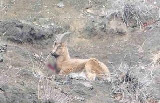 Erzurum’da kaçak avcılar yaban keçisini yaraladı