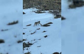 Erzurum’da karlı arazide vaşak görüntülendi
