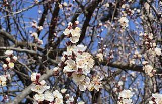 Eskişehir’de baharı müjdeleyen manzara