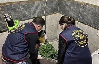 Evlerinde saksı içerisinde kenevir yetiştiren tacirlere...