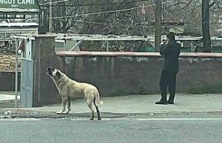 Ezanla birlikte uluyan köpek dikkat çekti