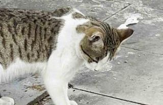 Fareden oscarlık performans: Kediden kurtuluşu ölü...