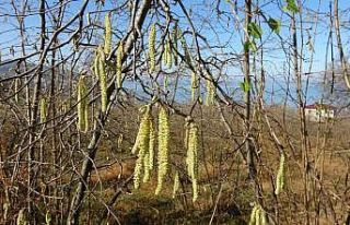 Fındıkta doğru bilinen yanlışlara karşı uyardı