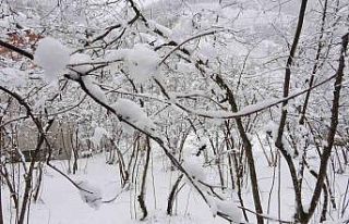 Fındıkta don endişesine bilimsel açıklama: "Şu...