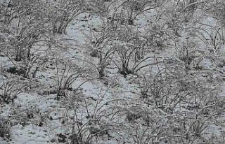 Fındıkta zirai don tehlikesi devam ediyor