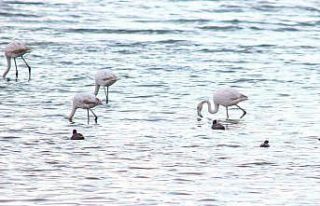 Flamingolar Van Gölü Havzası’na geri döndü