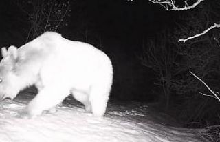 Fotokapana yansıyan yaban hayatı hareketliliği
