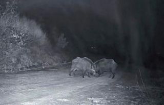 Ganos Dağları’nda domuz sürüsünün kavgası...