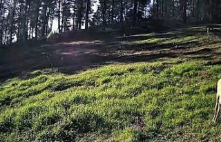 Ganos Dağları’nda karaca sürüsü fotokapana...