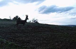 Ganos Dağları’nda karacalar fotokapana yakalandı