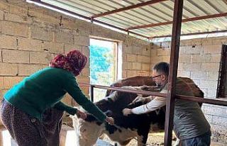 Gazipaşa’da hayvan sağlığı için sahada yoğun...