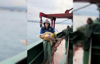 Gelibolu açıklarında ağlara takılan caretta caretta...