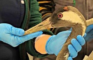 Göç yolunda yaralanan bayağı turnanın tedavisi...