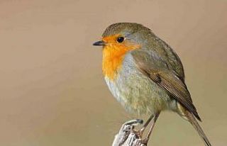 Göçmen kuşların uğrak noktası Türkiye: 2025’te...