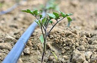 Gördes’te 73 bin domates fidesi toprakla buluşuyor