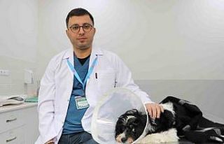 Görenler gözlerine inanamadı: Köpeğin karnından...