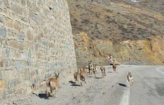 Gümüşhane’de yaban keçileri yavrularıyla birlikte...