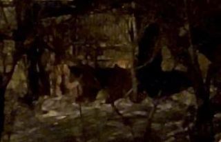 Hakkari’de aç ayılar mahalleye indi