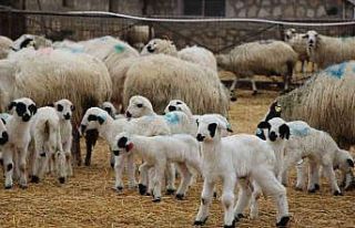 Hayvancılara kritik uyarı: Kuzu ve buzağı bakımında...