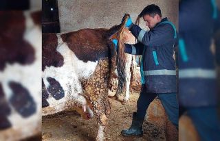 Hisarcık’ta şap hastalığı için büyükbaş...