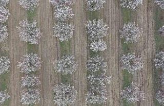 Iğdır’da kayısı ağaçları çiçek açtı,...