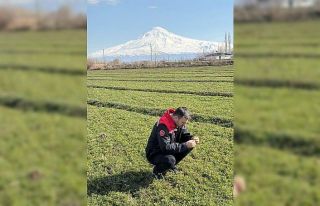 Iğdır’da yonca tarlalarında yonca hortumlu böceği...