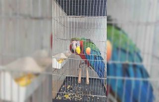 İpsala Sınır Kapısında kaçak papağan girişimi