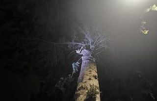 İskenderun’da ağaçta mahsur kalan kediyi itfaiye...