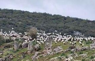 İslahiye’de leylek akını