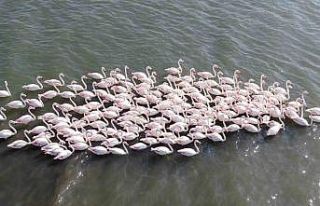 İzmit Körfezi’nde çamur gitti, allı turnaların...