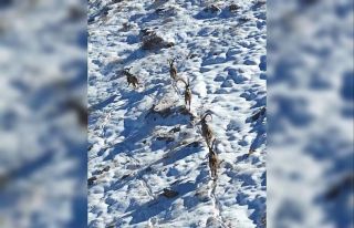 Kahramanmaraş’ta yaban keçileri görüntülendi