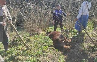 Kanala düşen ineği zabıta kurtardı