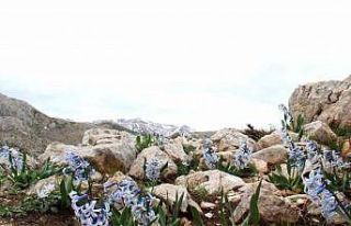 Kar altından çıkan kaya sümbülü görsel şölen...