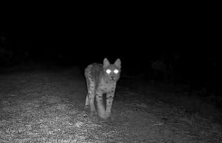 Karabük’te vaşak fotokapanla görüntülendi