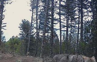 Karabük’te yerleşim yerlerine inen yaban hayvanları...