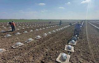 Karacabey Ovası’nda turfanda karpuz ekimi başladı