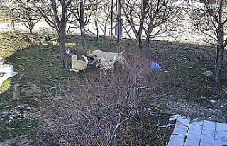 Karaman’da başıboş köpeklerin kediyi öldürdüğü...
