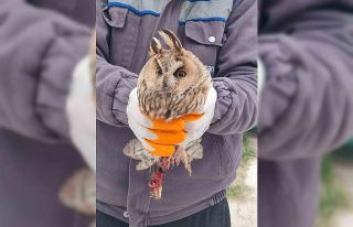 Karapınar’da yaralı baykuş tedaviye alındı