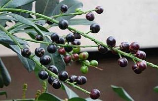 Karayemiş ağacı mevsimine 3 ay kala meyve verdi:...