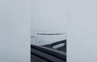 Karlı arazide ilerleyen domuz sürüsü görüntülendi