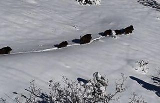 Karlı arazide ilerleyen domuz sürüsü havadan görüntülendi