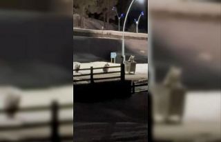 Kars’ta anne ayı ve yavrularının çöp konteynırı...