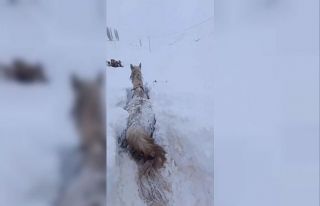 Kars’ta bu kez at kara saplandı