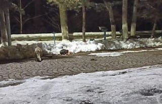 Kars’ta kedi ile tilkinin ilginç karşılaşması...