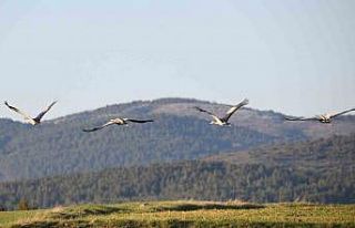 Kastamonu’da görsel şölen: Turna ailesi göç...