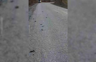 Kastamonu’da onlarca kuş yolda telef olmuş halde...
