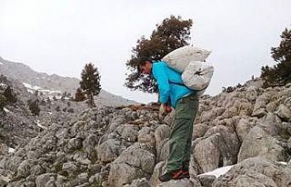 Kayalıklarda yetişiyor, sofralara lezzet katıyor:...